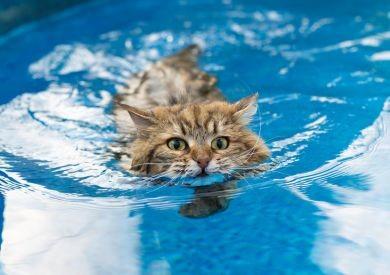 Mačky a ich vzťah k vode: Prečo niektoré mačky milujú kúpanie a iné ho nenávidia?