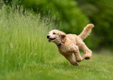 "NA MÔJHO PSA LEZE JAR" alebo Ako vyriešiť problém s háravými sučkami?