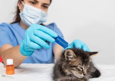 Mačky a antiparazitiká: Ako ochrániť maznáčika pred parazitmi na jar