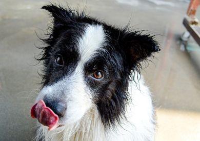 Ako rozumieť reči tela psa: Čo vám chce naozaj povedať?