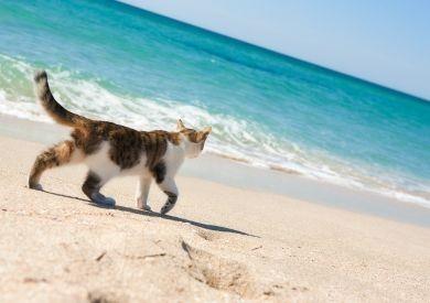 Ako pripraviť mačku na horúce letné dni: Domáce verzus vonkajšie mačky