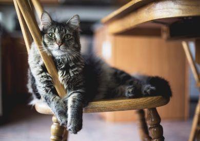 Ako pripraviť mačku na stráženie, keď idete na dovolenku?