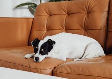 Čo psovi nikdy nedávať? Zoznam potravín, ktoré sú pre psov nebezpečné