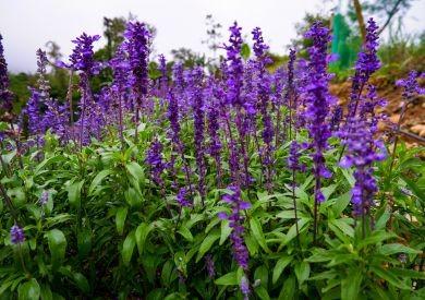 Na čo slúžia "funkčné zložky" v granuliach IBERO natural?