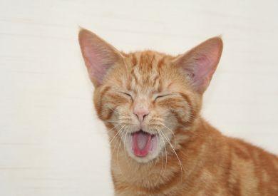 Mýty o mačacej strave: Aké sú tie najčastejšie a prečo im neveriť?