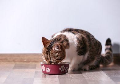 Prémiové mačacie granule pre zdravie, vitalitu a skvelú chuť? Ibero natural!