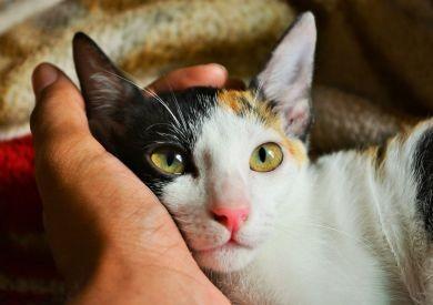 Zákony na ochranu mačiek po svete – kde majú mačky špeciálne práva?