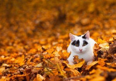 Jesenná prevencia pre zdravie mačiek