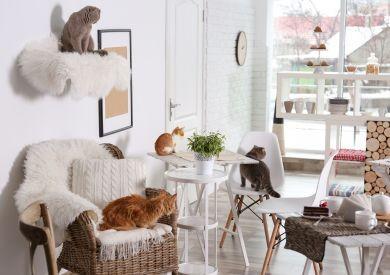 Mačacie kaviarne – trend, ktorý začal v Ázii a rozšíril sa po celom svete?