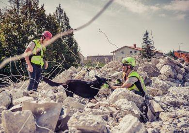 Aké sú vlastne „psie povolania“? Od lavínových psov po detektory rakoviny