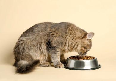 Ako sa líšia kŕmenie mačiek v Európe, Ázii a Amerike?