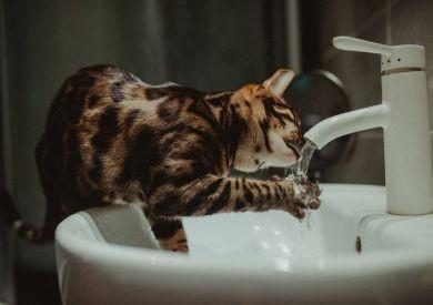 Prečo mačky často pijú z kohútika alebo záchodovej misy namiesto z misky?