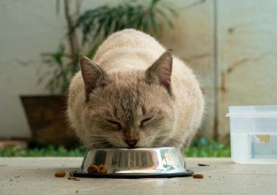 Prečo mačky preferujú častejšie malé porcie namiesto jednej veľkej?