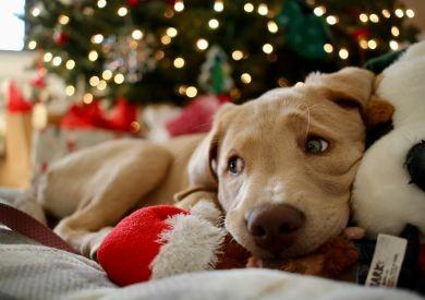 Vianočná inšpirácia pre vašich chlpatých parťákov: čo im nadeliť pod stromček?