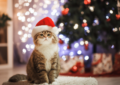Vianočná inšpirácia pre mačky: prekvapte svojho maznáčika darčekom, ktorý si zamiluje