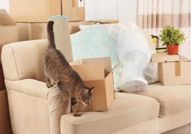 Premiestnenie mačky do nového domova: Čo robiť a čomu sa vyhnúť