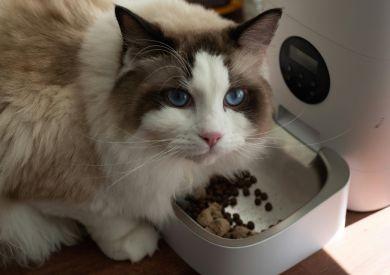 Potravinové alergie u mačiek: Ako ich spoznať a čo s nimi robiť