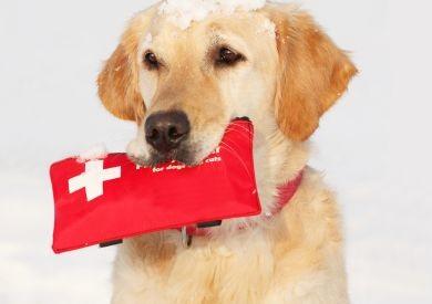 Prvá pomoc u psa: ako zvládnuť krízové situácie krok za krokom