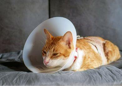 Prvá pomoc u mačky: ako zvládnuť krízové situácie krok za krokom