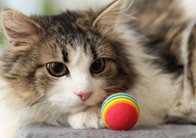 Mačacie zoomies: Prečo Vaša mačka zrazu šalejú a behá po byte