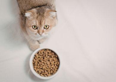 Ako správne čítať zloženie krmiva pre mačky a vybrať naozaj kvalitné