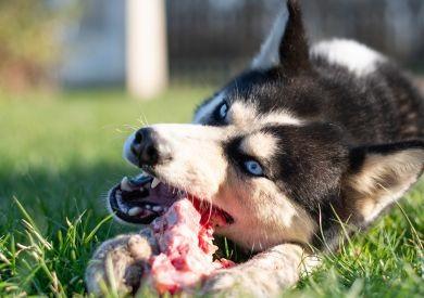 Ako správne čítať zloženie krmiva pre psov a vybrať tie správne