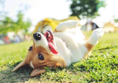 Pĺznutie u psa: Ako ho zvládnuť a kedy pomôže zmena krmiva?