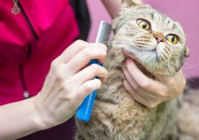 Jarné pĺznutie u mačiek: Ako podporiť zdravú srsť a obmedziť tráviace problémy