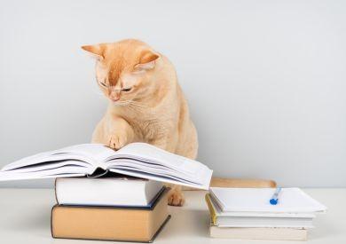 Mačacia inteligencia: Sú naozaj samostatné, alebo len inak premýšľajú?