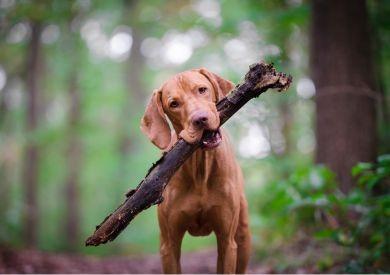 Najčastejšie výchovné chyby majiteľov psov