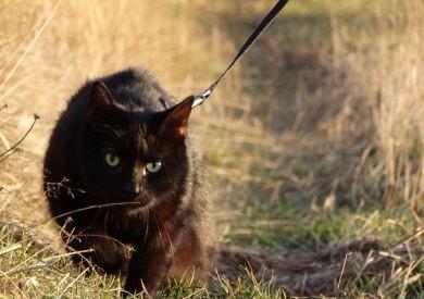 Mačky na vodítku: nový trend vo venčení mačiek a spoločných výletoch