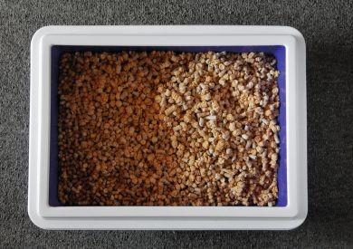 Ako naučiť mačku na toaletu