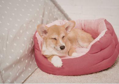 Ako vybrať pelech pre psa, aby ho skutočne používal