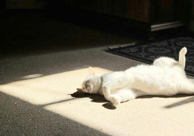 Ako vybaviť domácnosť pre mačku, aby bola v byte spokojná