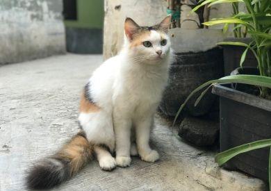 Jar a mačky: Ako podporiť zdravie, aktivitu a pohodu vášho maznáčika