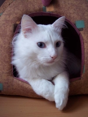 turecká angora