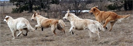 Vyberáme mačičku (a alebo psíka?)