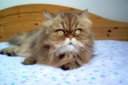 Perzská mačka úvod