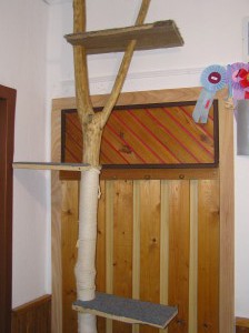 Ako odnaučiť mačiatko škriabať sedačku