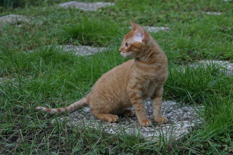 nemecký rex