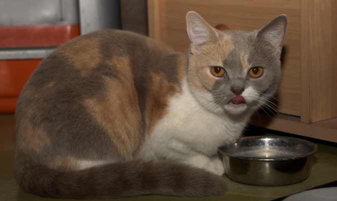 výživa mačky