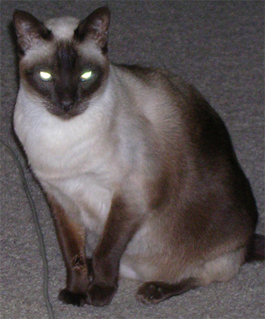 siamské mačka