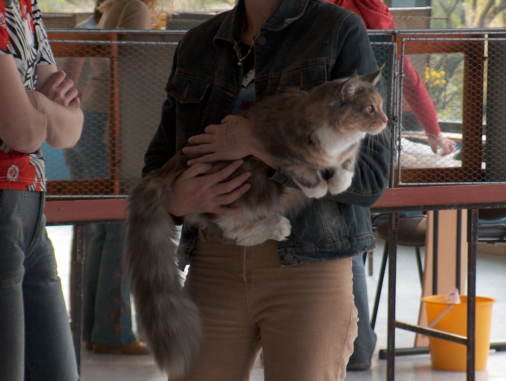 Ako sa pripraviť na výstavu mačiek