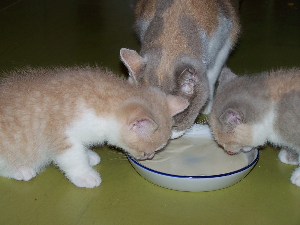 Kŕmenie podľa obdobia života mačky