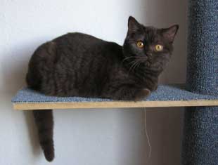 Výchova mačiatka a odnaučenie nežiaduceho správania