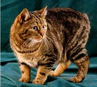 Manx