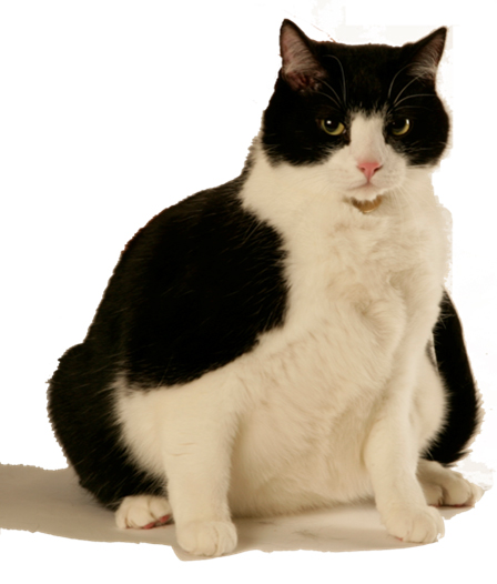 Kto je zodpovedný za epidémiu obezity u domácich maznáčikov?