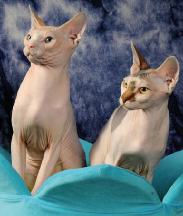 sphynx