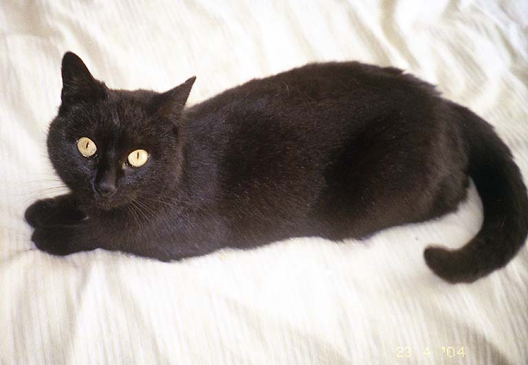 23. umiestňovacej výstava opustených mačičiek.