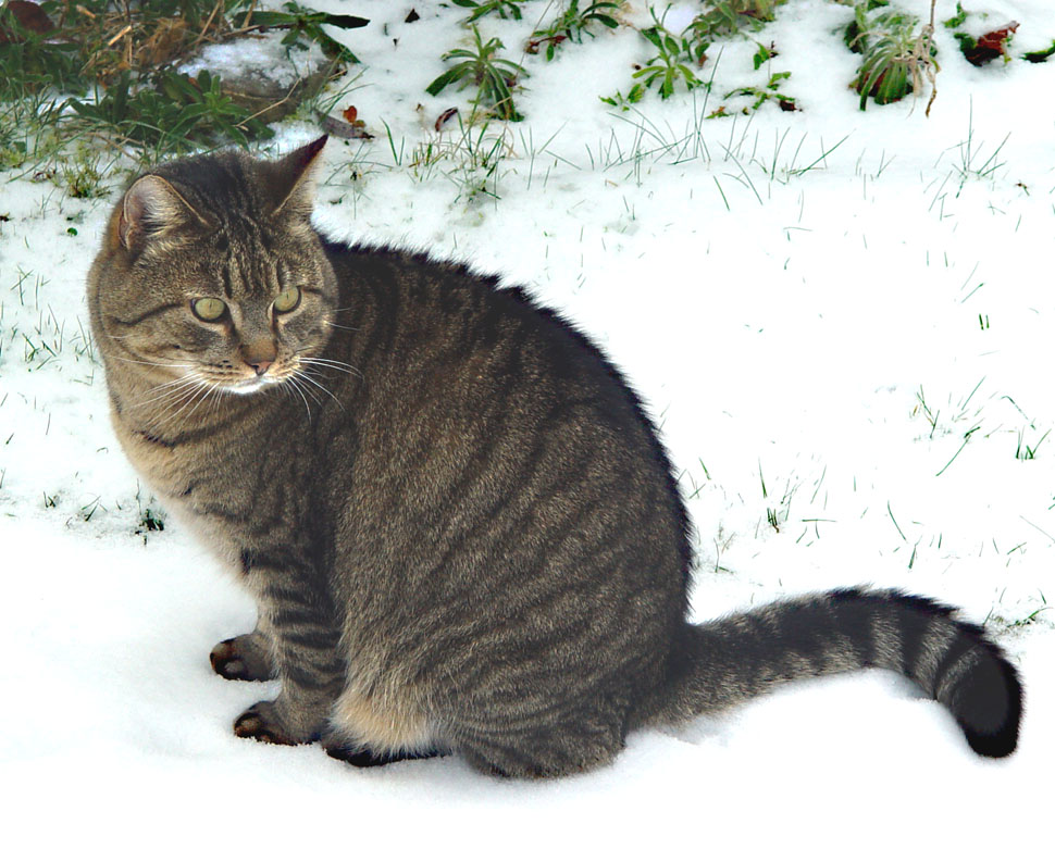 Umiestňovacej výstava mačiek bez domova, aneb VIANOCE v útulku